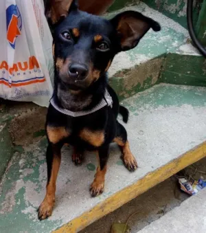 Cachorro raça Vira lata idade 2 anos nome Não sei o nome