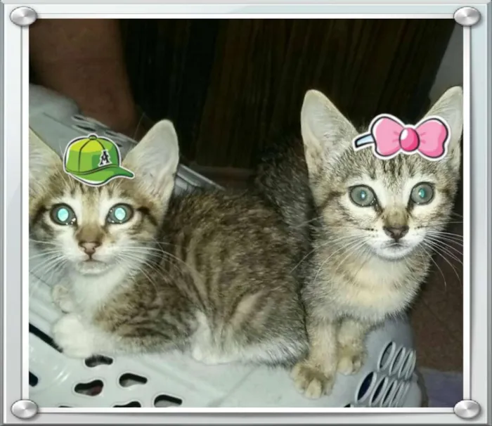 Gato ra a Viralatinhas lindos idade 2 a 6 meses nome Ainda não