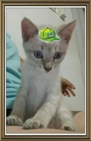 Gato raça Viralatinhas lindos idade 2 a 6 meses nome Ainda não