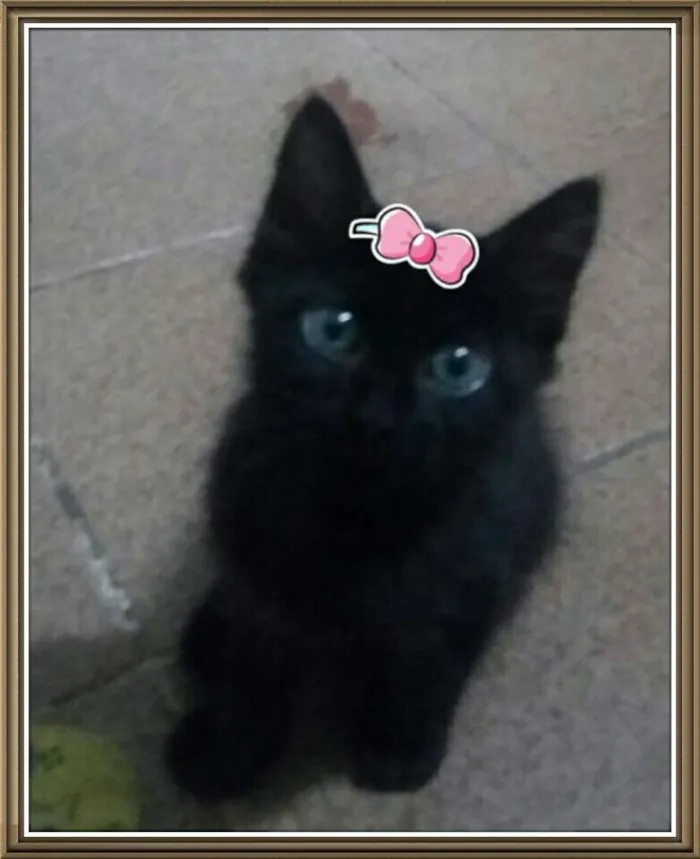 Gato ra a Viralatinhas lindos idade 2 a 6 meses nome Ainda não