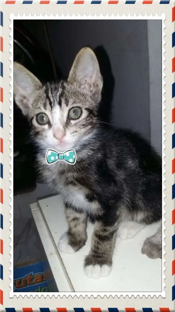 Gato ra a Viralatinhas lindos idade 2 a 6 meses nome Ainda não