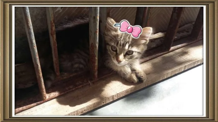 Gato ra a Viralatinhas lindos idade 2 a 6 meses nome Ainda não