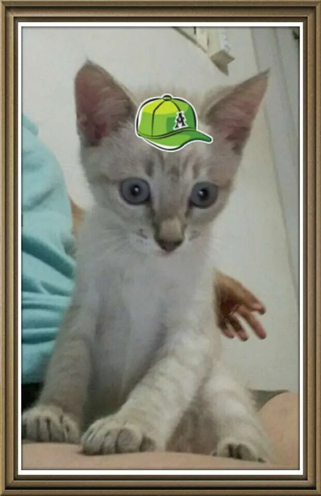 Gato ra a Viralatinhas lindos idade 2 a 6 meses nome Ainda não