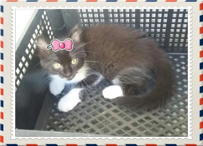 Gato ra a Viralatinhas lindos idade 2 a 6 meses nome Ainda não