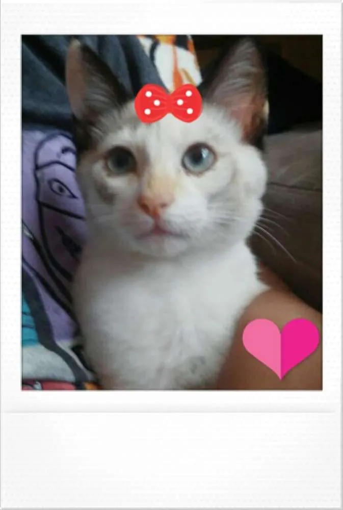 Gato ra a Viralatinhas lindos idade 2 a 6 meses nome Ainda não