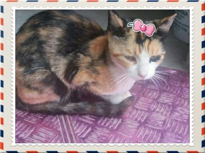 Gato ra a Viralatinhas lindos idade 2 a 6 meses nome Ainda não