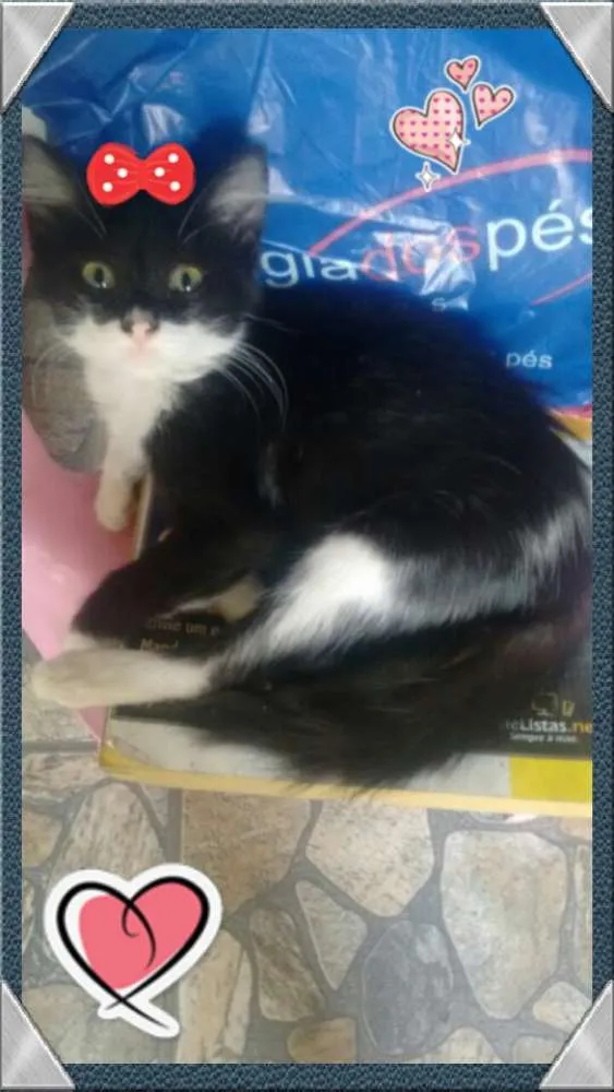 Gato ra a Viralatinhas lindos idade 2 a 6 meses nome Ainda não