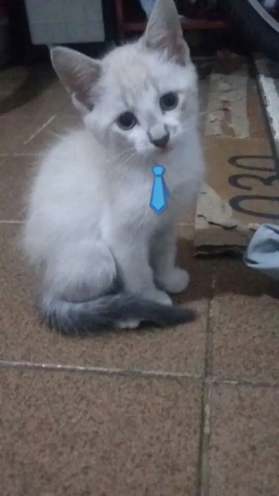 Gato ra a Viralatinhas lindos idade 2 a 6 meses nome Ainda não