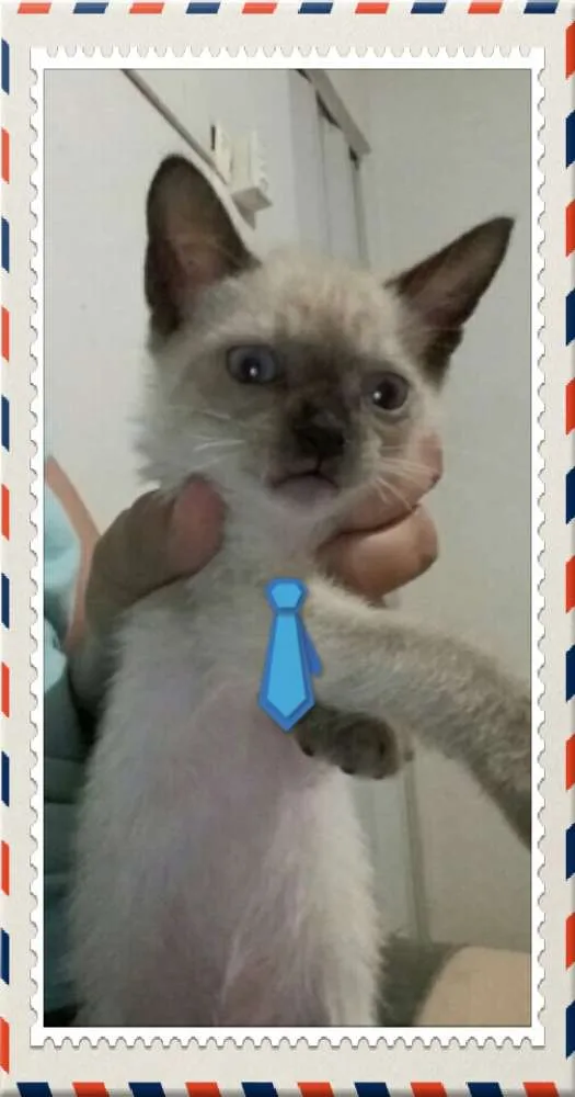 Gato ra a Viralatinhas lindos idade 2 a 6 meses nome Ainda não