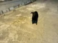 Nikita
