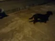 Nikita