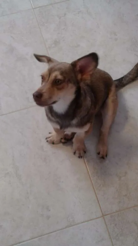 Cachorro ra a  idade 7 a 11 meses nome Valente