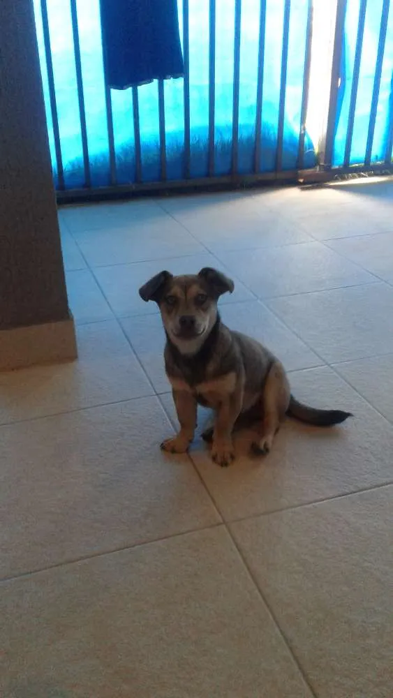 Cachorro ra a  idade 7 a 11 meses nome Valente