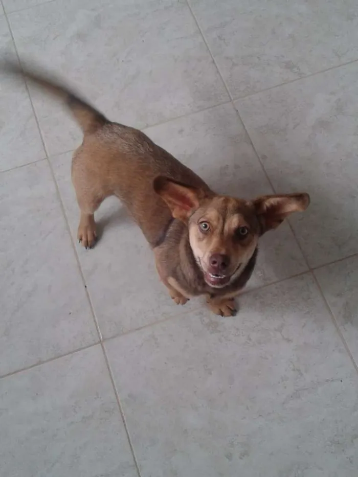 Cachorro ra a  idade 7 a 11 meses nome Valente