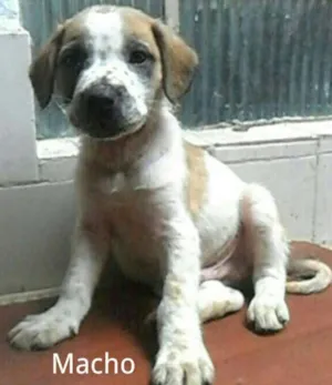 Cachorro raça SRD idade 2 a 6 meses nome Sem nome