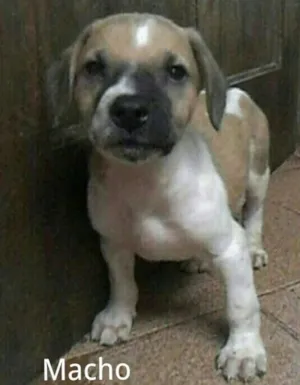 Cachorro raça SRD idade 2 a 6 meses nome Sem nome