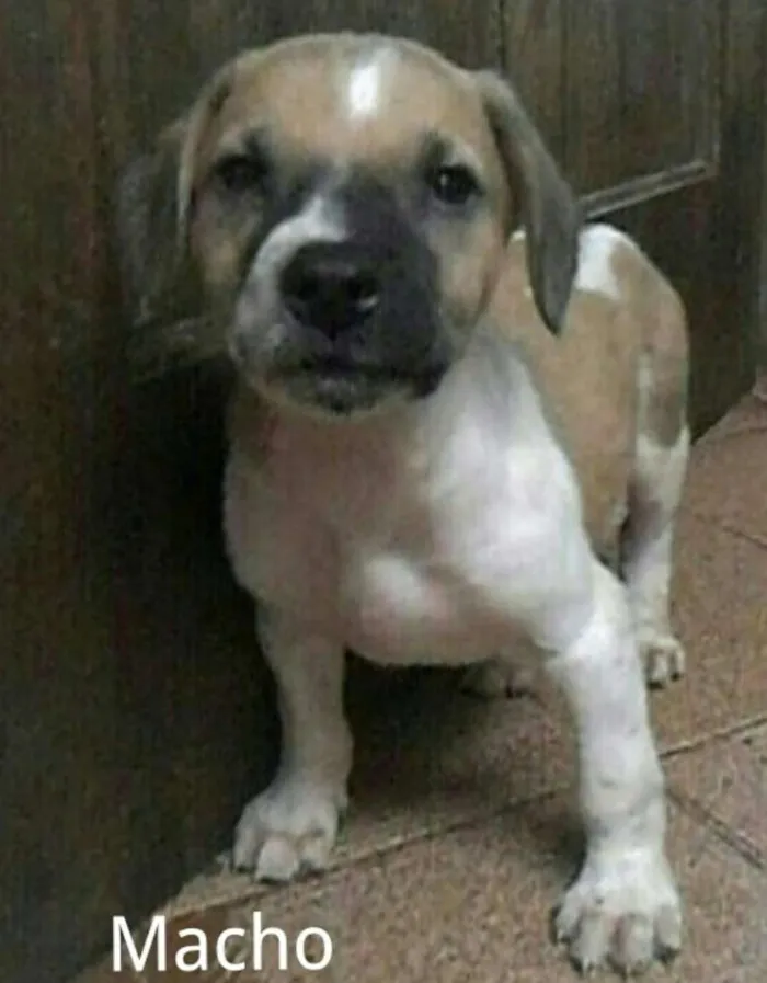 Cachorro ra a SRD idade 2 a 6 meses nome Sem nome