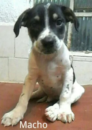 Cachorro raça SRD idade 2 a 6 meses nome Sem nome