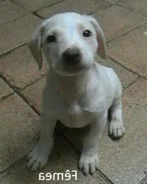 Cachorro raça SRD idade 2 a 6 meses nome Sem nome