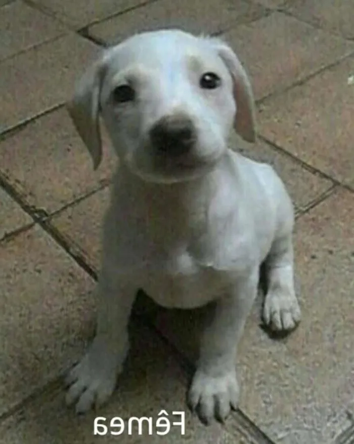 Cachorro ra a SRD idade 2 a 6 meses nome Sem nome