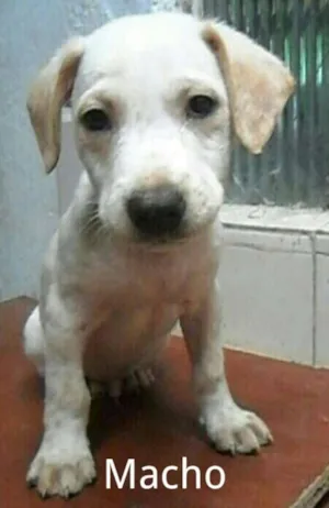 Cachorro raça SRD idade 2 a 6 meses nome Sem nome