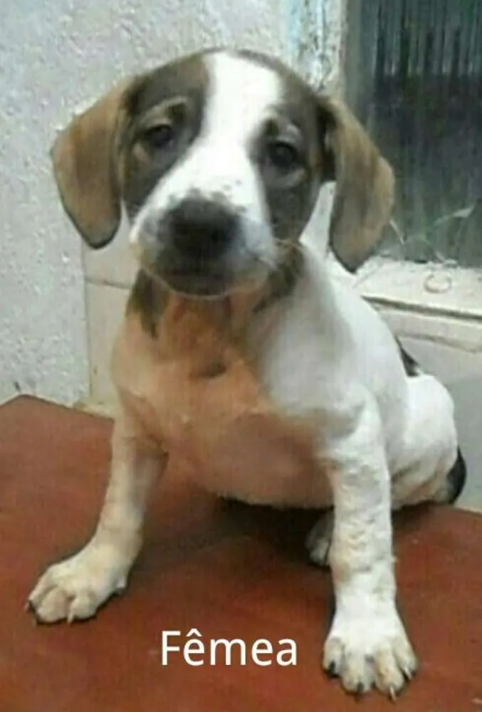 Cachorro ra a SRD idade 2 a 6 meses nome Sem nome