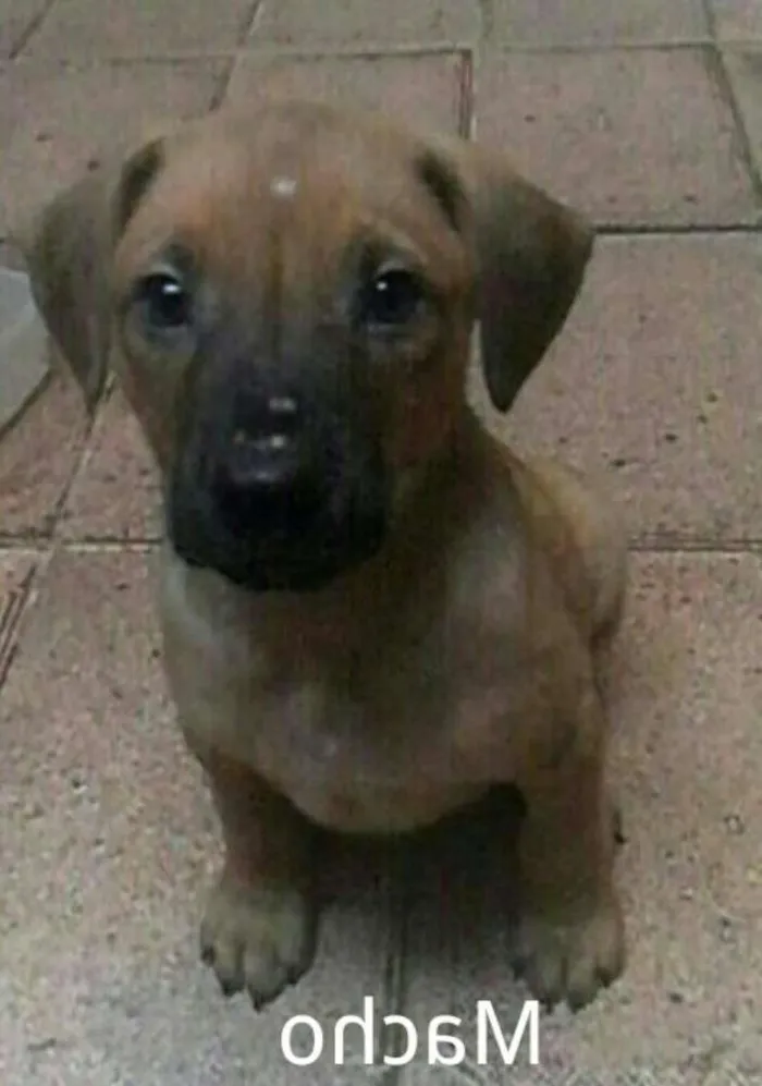 Cachorro ra a SRD idade 2 a 6 meses nome Sem nome