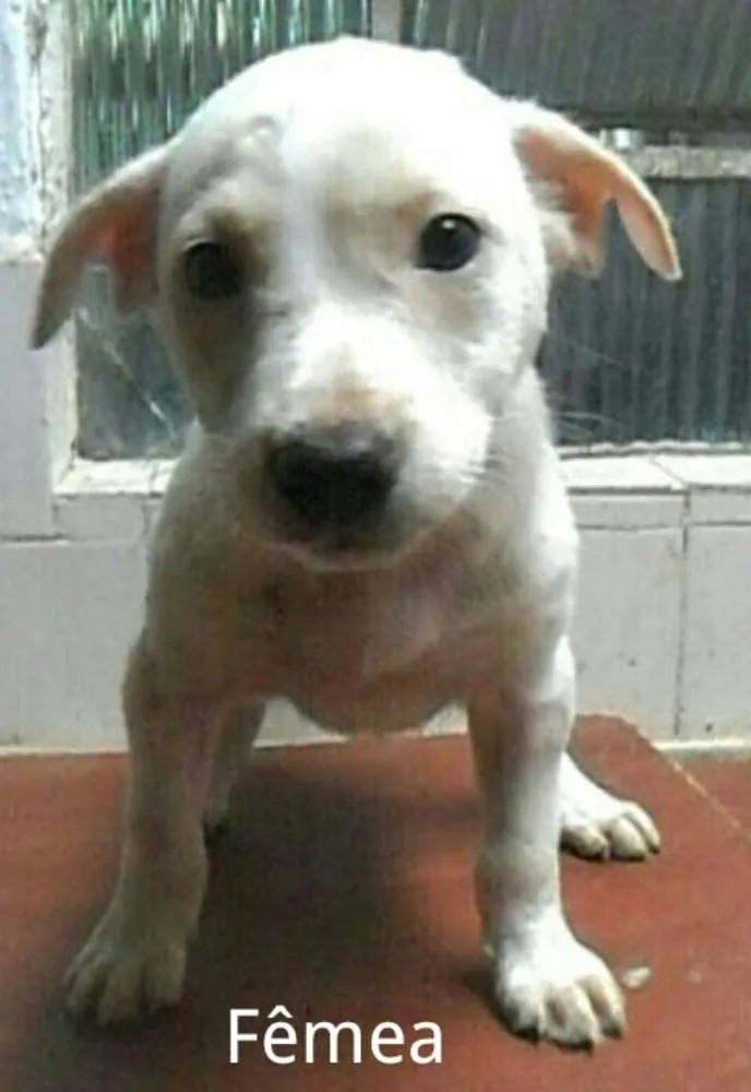 Cachorro ra a SRD idade 2 a 6 meses nome Sem nome