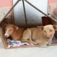 Lobo & Safira