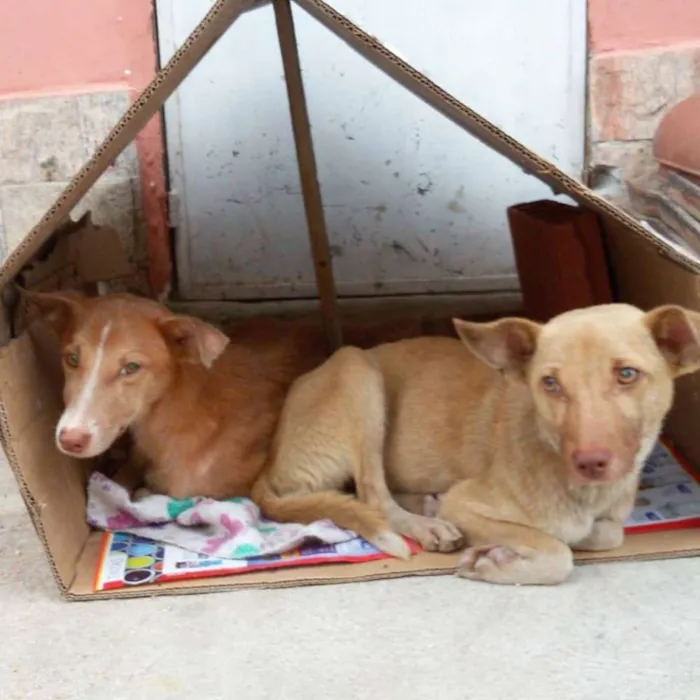 Cachorro raça Viralata idade  nome Lobo & Safira