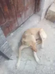 Lobo & Safira