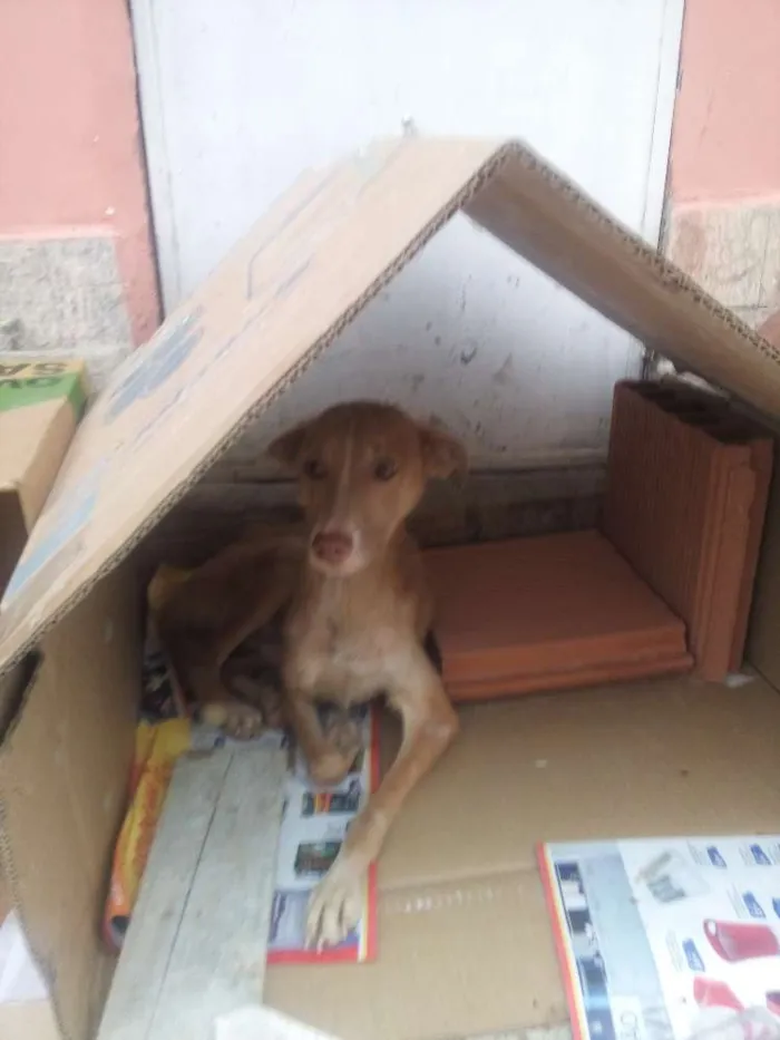 Cachorro raça Viralata idade  nome Lobo & Safira