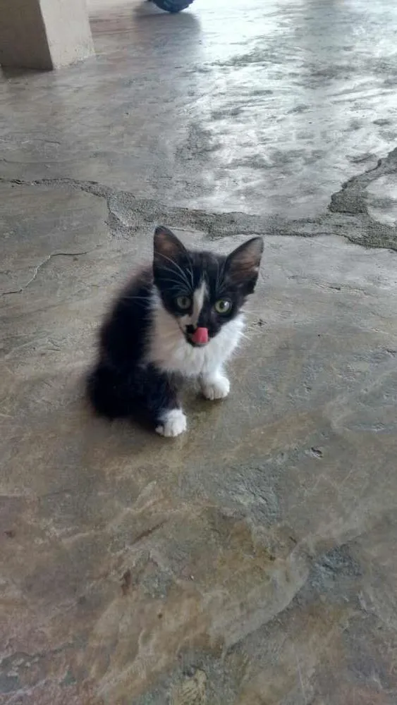 Gato ra a  idade Abaixo de 2 meses nome manu 