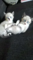 Milla e Minnie