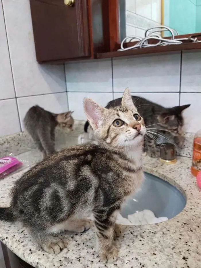 Gato ra a SRD idade  nome sem nome