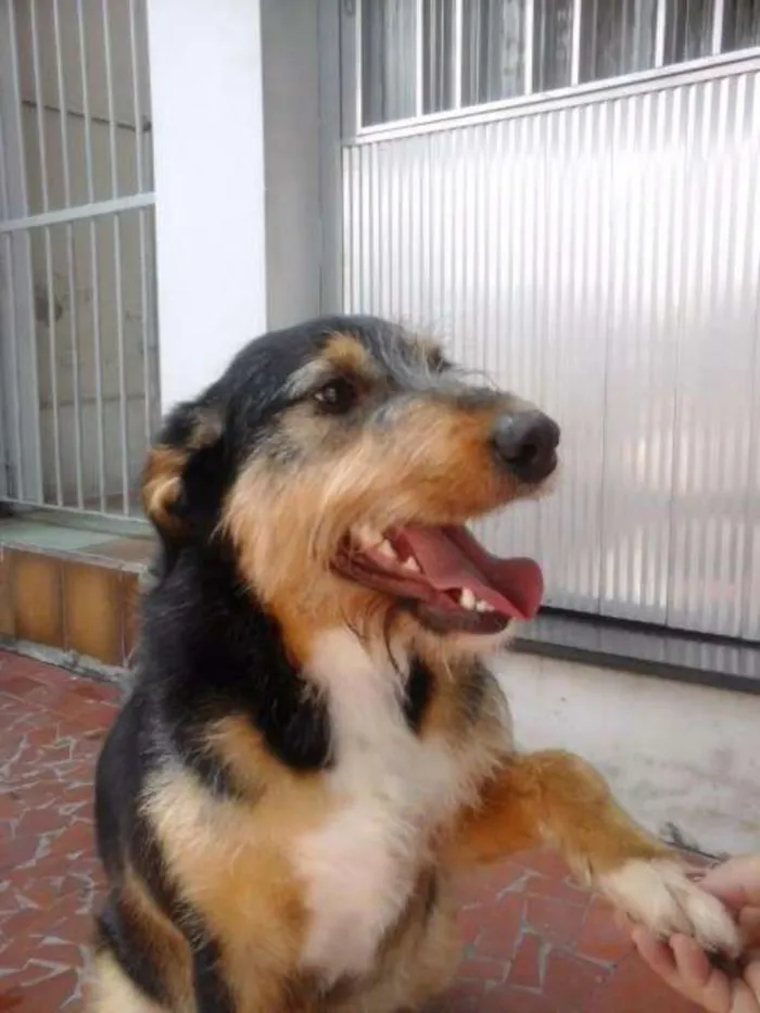 Cachorro ra a SRD idade 2 anos nome Valentina