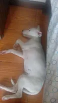 Milli