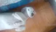 Milli