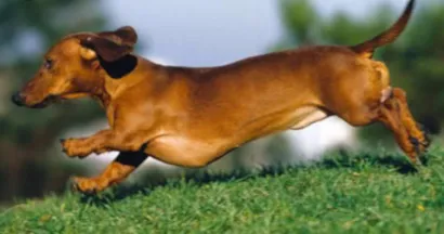 Cachorro raça Linguicinha idade 6 ou mais anos nome Docinho