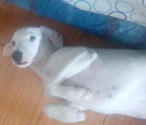 Cachorro raça SRD idade 2 a 6 meses nome Milli