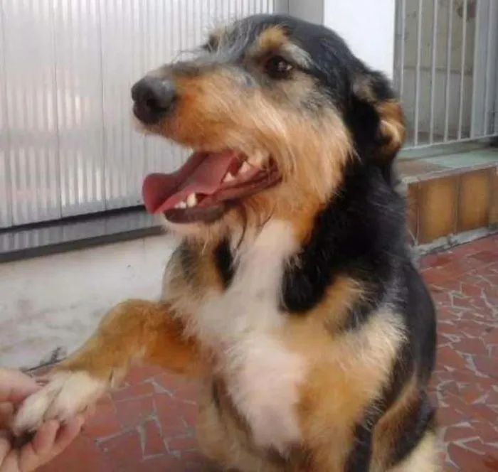 Cachorro ra a SRD idade 2 anos nome Valentina