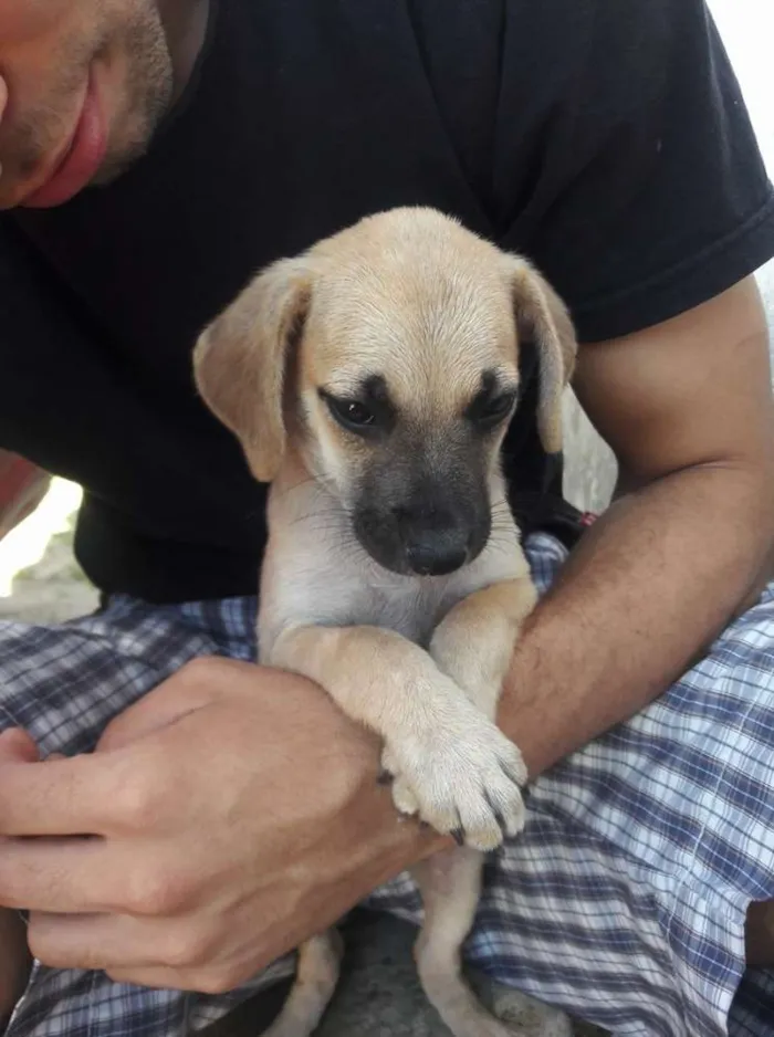 Cachorro raça sem raça definida idade 2 a 6 meses nome pietra