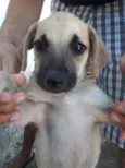 pietra