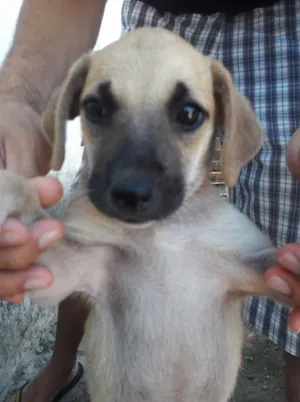 Cachorro raça sem raça definida idade 2 a 6 meses nome pietra