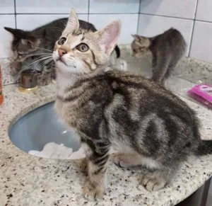 Gato raça SRD idade  nome sem nome