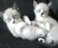 Milla e Minnie