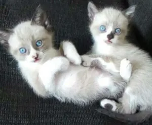 Gato raça  idade 2 a 6 meses nome Milla e Minnie