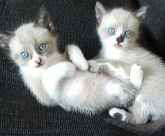 Gato ra a  idade 2 a 6 meses nome Milla e Minnie