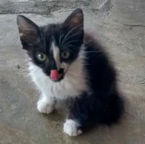 Gato raça  idade Abaixo de 2 meses nome manu 