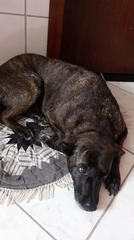 Cachorro ra a Indefinida idade 3 anos nome Duda